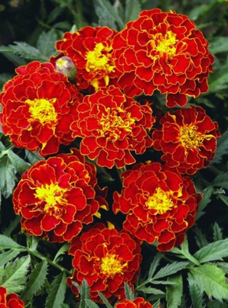 Бархатцы  Кармен 0,5г